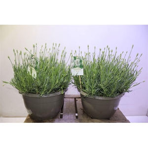 Lavan An Aroma White