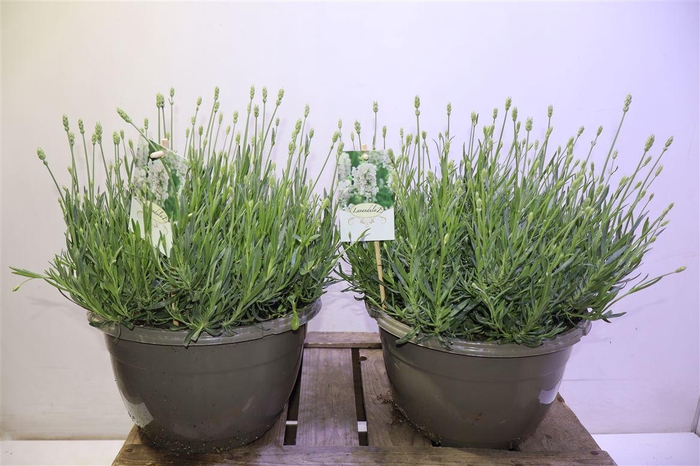 <h4>Lavan An Aroma White</h4>