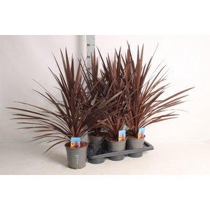 CORD AUS RED STAR