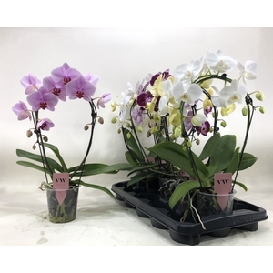 PHAL GEM