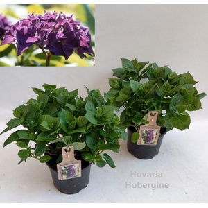 Hydrangea Hovaria Hobella