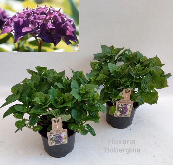 <h4>Hydrangea Hovaria Hobella</h4>