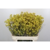 Anigozanthos Bush Down