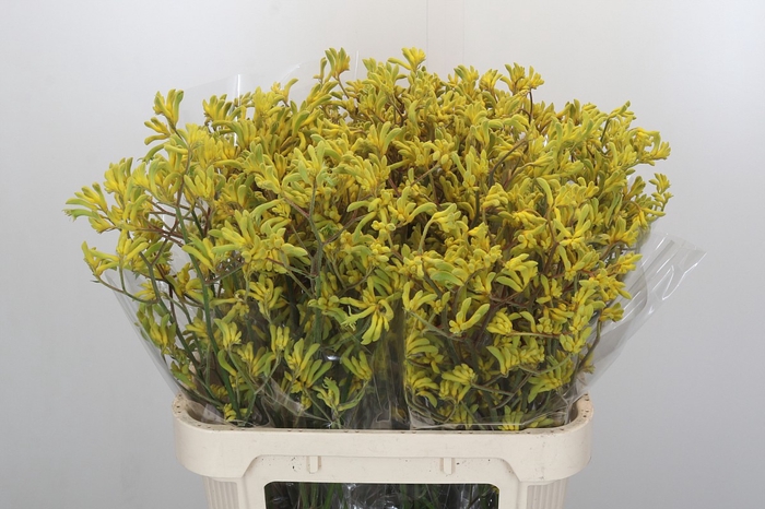 <h4>Anigozanthos Bush Down</h4>