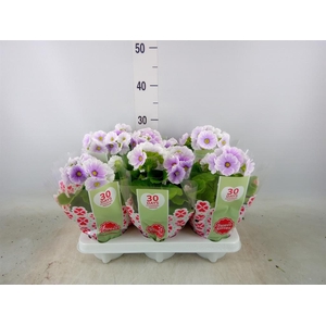 Primula obcon. 'Touch Me Blue Whit'