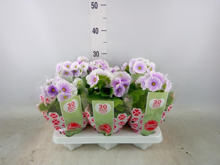 <h4>Primula obcon. 'Touch Me Blue Whit'</h4>