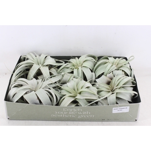 arr3 CP - Xerographica x6