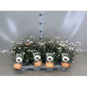 Rhodanthemum hosm. 'African Spirit'