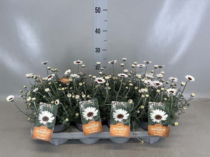 <h4>Rhodanthemum hosm. 'African Spirit'</h4>