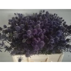 ERYN PL PURPLE PETRA