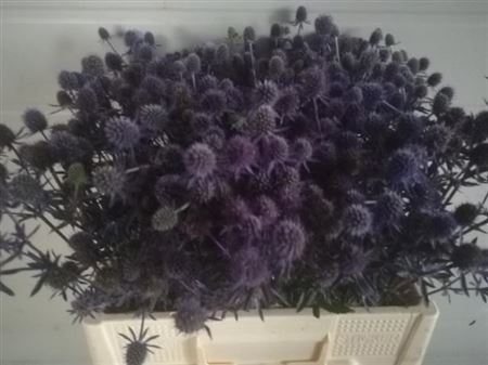 ERYN PL PURPLE PETRA