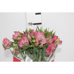 ALSTROEMERIA PAMELA 070 CM