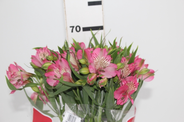 <h4>ALSTROEMERIA PAMELA 070 CM</h4>
