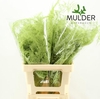 Asparagus DYED Green Mint