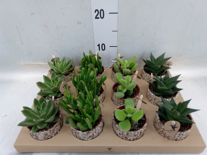 <h4>Succulents   ...mix 3</h4>