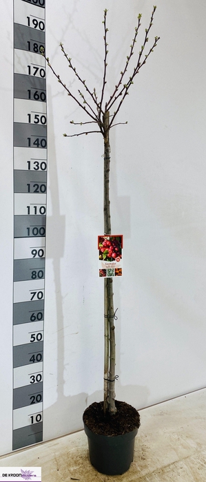 <h4>MALUS RED SENTINEL</h4>