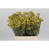 Anigozanthos Cape Aurora