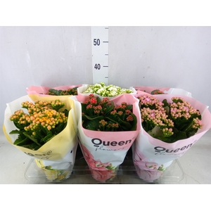 Kalanchoe blos.   ..rosebud mix GR