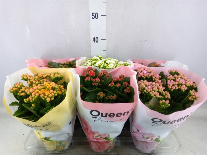 <h4>Kalanchoe blos.   ..rosebud mix GR</h4>