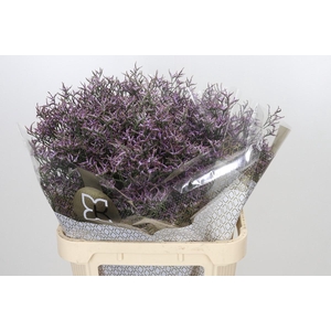 Limonium ov Safora Lilac