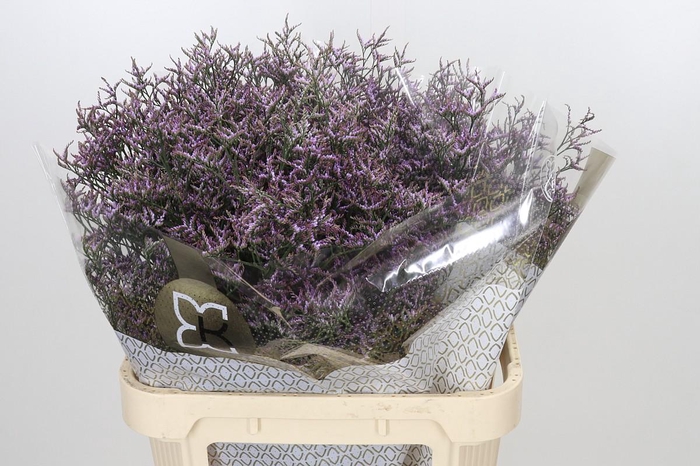 <h4>Limonium ov Safora Lilac</h4>