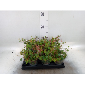 Peperomia  'Pepperspot'