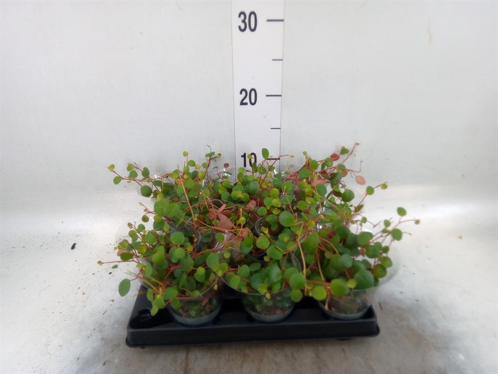 <h4>Peperomia  'Pepperspot'</h4>