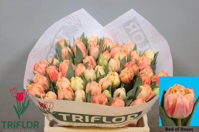 <h4>TU DU BED OF ROSES</h4>