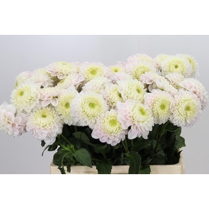 Dahlia Pink Pearl