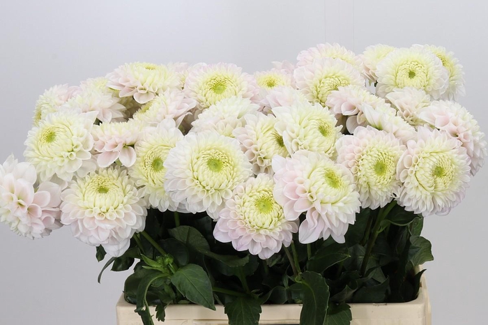 <h4>Dahlia Pink Pearl</h4>