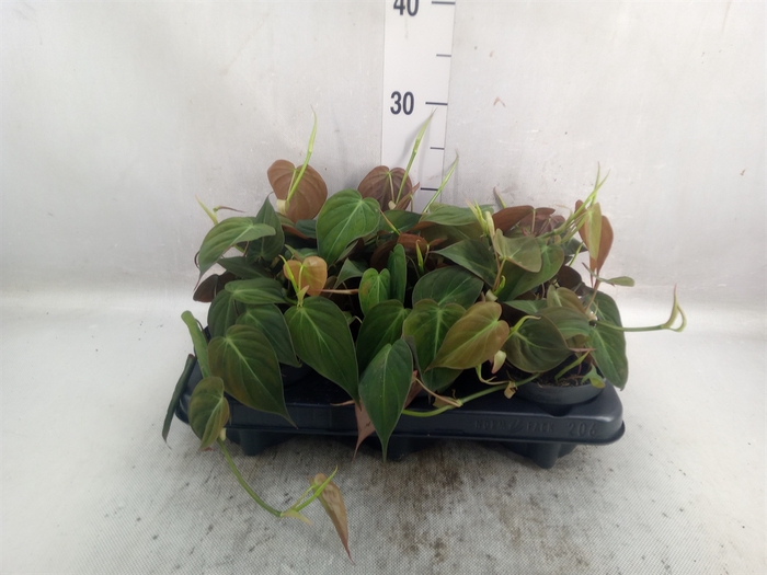 <h4>Philodendron scand. subsp. micans</h4>