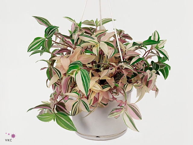 Tradescantia flum. 'Quadricolor'