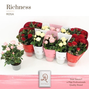 ROSA VALENCIA MIX P10.5