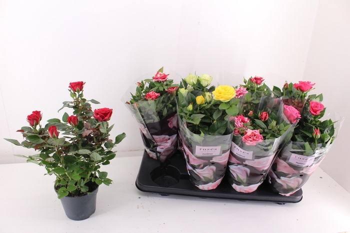 <h4>RO PATHIT GEM 5 SRT</h4>