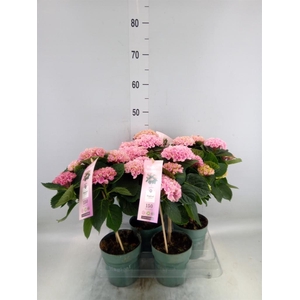 Hydrangea mac. 'Magical Revolution'