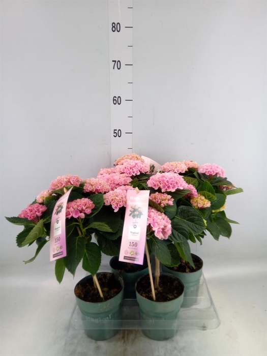 <h4>Hydrangea mac. 'Magical Revolution'</h4>