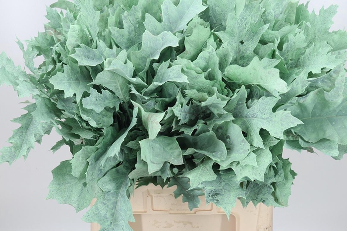 <h4>Eik Grof Frost Mint</h4>