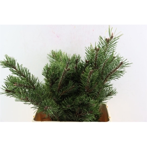 Pinus Mugo P Pak