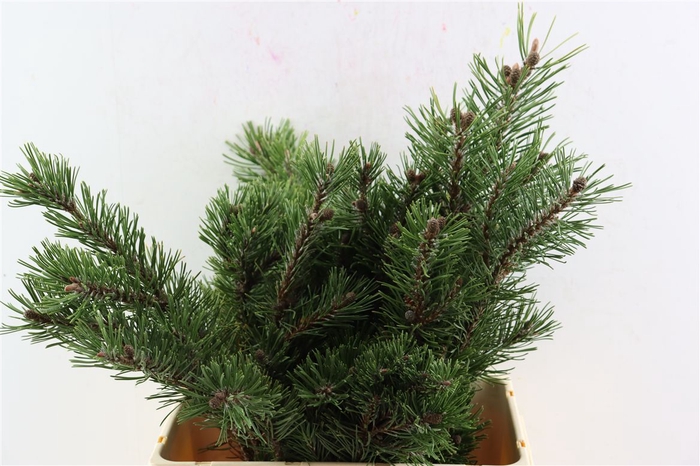 <h4>Pinus Mugo P Pak</h4>