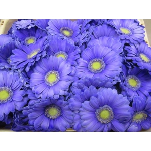 Ge Mi G Pastel Lilac