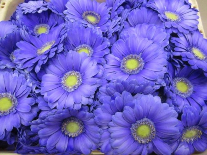 <h4>Ge Mi G Pastel Lilac</h4>