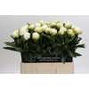 Paeonia Madame Claude Tain
