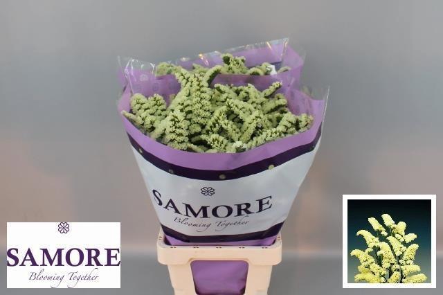 <h4>LIM S YELLO SUN BIRD</h4>