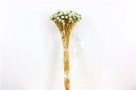 <h4>Dried Batao Light Blue P Bunch</h4>