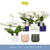 Phalaenopsis wit meer takken