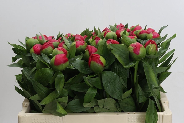 <h4>Paeonia Flame</h4>