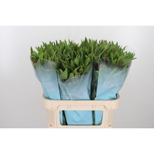 Alstroemeria Dancing Queen 85 Gram