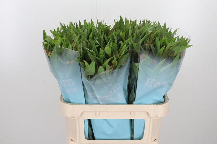 <h4>Alstroemeria Dancing Queen 85 Gram</h4>