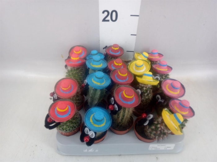 <h4>Cactus   ...decorated</h4>