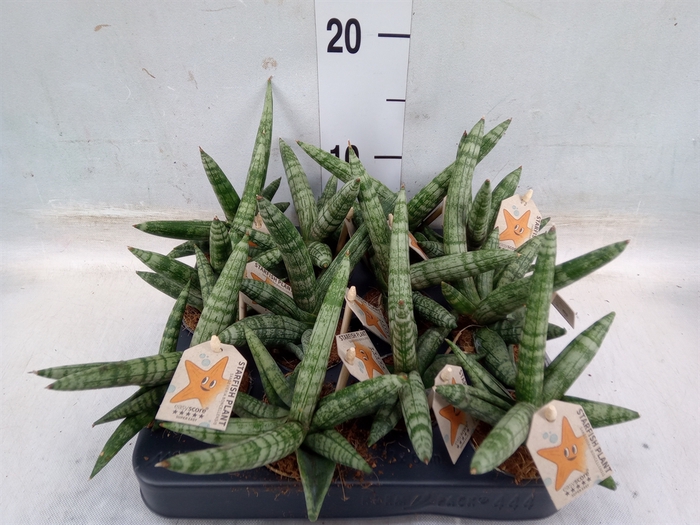 <h4>Sansevieria cyl. 'Boncel'</h4>